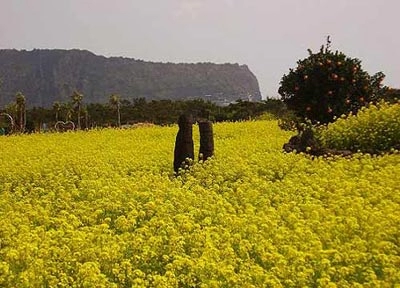 Ngắm mùa hoa nở rộ trên hòn đảo jeju