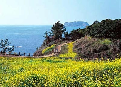 Ngắm mùa hoa nở rộ trên hòn đảo jeju