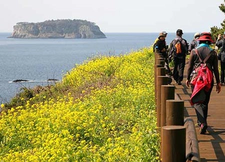 Ngắm mùa hoa nở rộ trên hòn đảo jeju