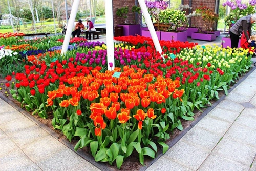 Ngất ngây giữa rừng hoa tulip ở khu vườn châu âu