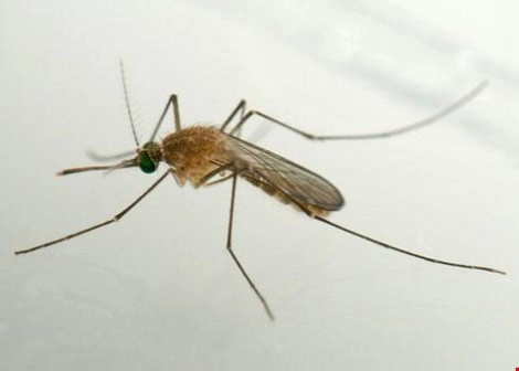 Phát hiện thêm 20 loại muỗi mang virus zika