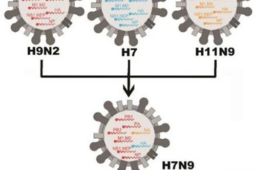 Xuất hiện người nhiễm cúm ah9n2 đầu tiên