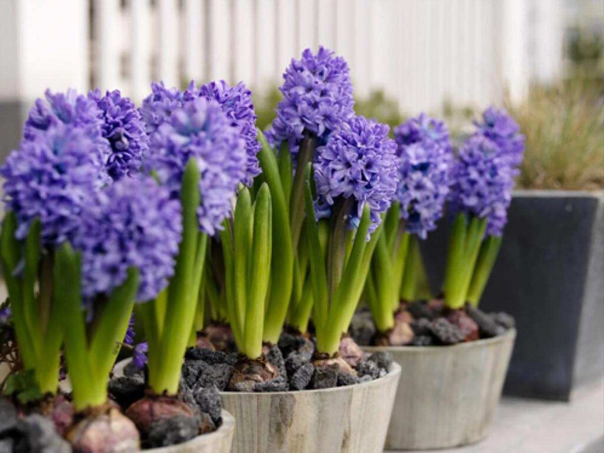 10 loai hoa quen thuộc không nên trồng trong nhà có loại chứa chất cực độc chỉ với một lượng nhỏ