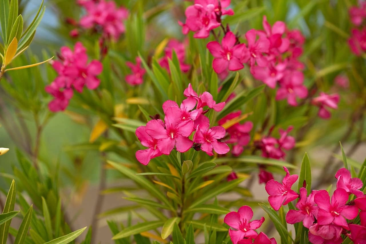10 loai hoa quen thuộc không nên trồng trong nhà có loại chứa chất cực độc chỉ với một lượng nhỏ