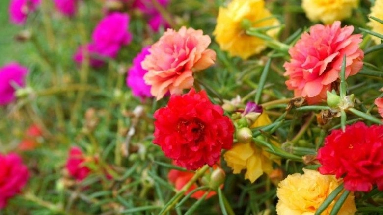 4 loại hoa thích ngược đãi càng ít chăm bẵm càng tươi tốt hoa nở sum suê