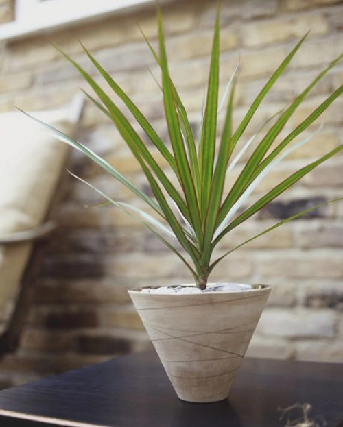 5 loại cây dễ trồng giúp hút sạch khí độc trong nhà