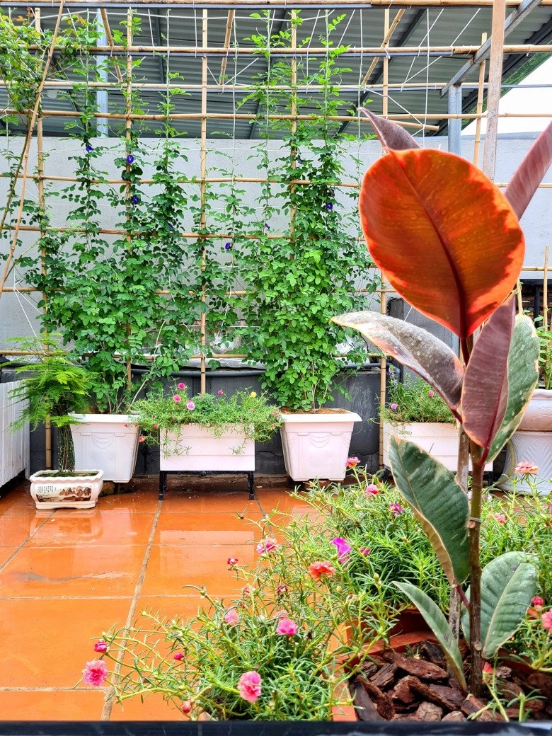 Cải tạo sân thượng 70m2 làm vườn gia đình hà nội có góc sống ảo đẹp rau ăn không xuể