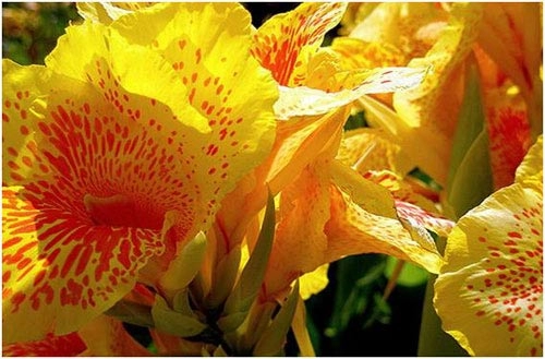 Chiêm ngưỡng 10 loài hoa quyến rũ nhất thế giới