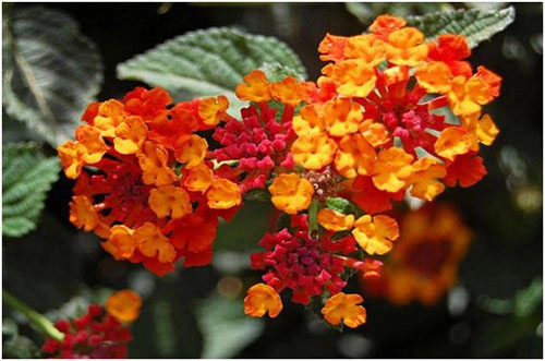 Chiêm ngưỡng 10 loài hoa quyến rũ nhất thế giới