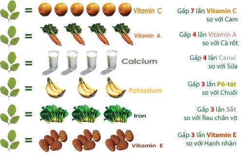 Mùa này trồng ngay cây chùm ngây ngừa ung thư cực tốt lấy rau ngon mát ăn suốt hè