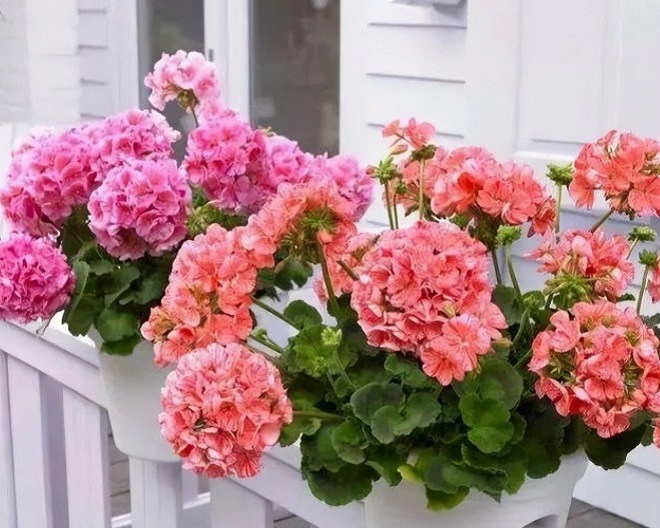 Người sức khỏe yếu không nên trồng 3 loại hoa này trong nhà đây không phải mê tín