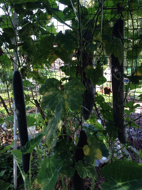 Thăm vườn rau quả trĩu trịt của mẹ việt trên đất slovakia