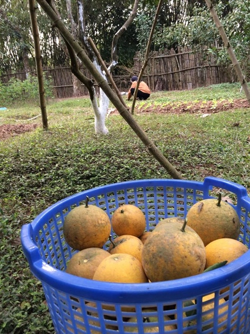 Vườn cây trái bạt ngàn cho hàng tạ quả mỗi vụ của nsưt chiều xuân