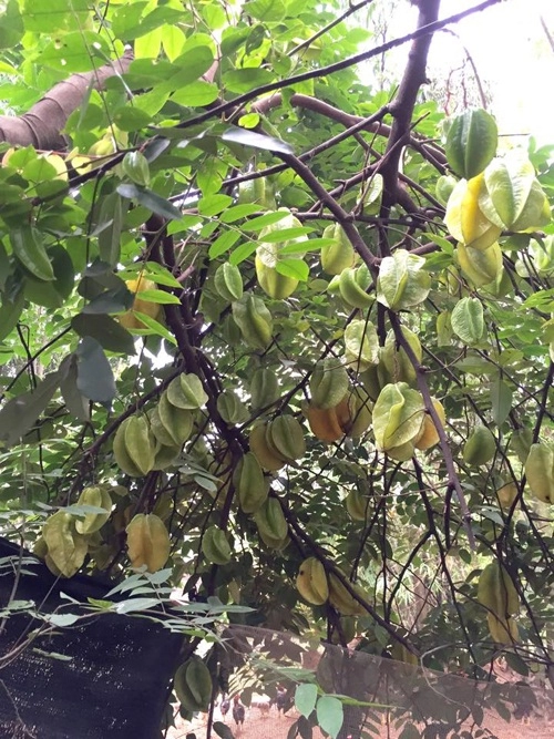 Vườn cây trái bạt ngàn cho hàng tạ quả mỗi vụ của nsưt chiều xuân