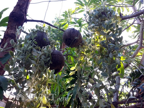 Vườn thượng uyển kiểng treo sinh thái từ trái dừa khô
