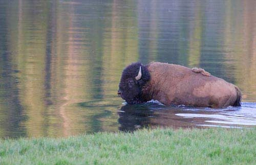 Yellowstone công viên quốc gia cổ nhất thế giới