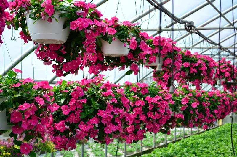 12 loài hoa trồng ban công này sẽ khiến nhà bạn nổi nhất phố