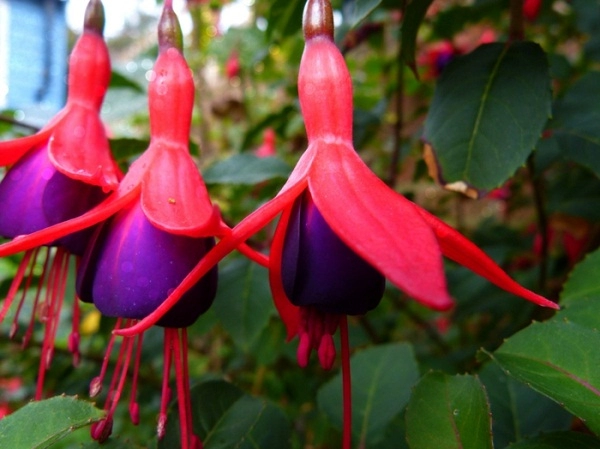 12 loài hoa trồng ban công này sẽ khiến nhà bạn nổi nhất phố