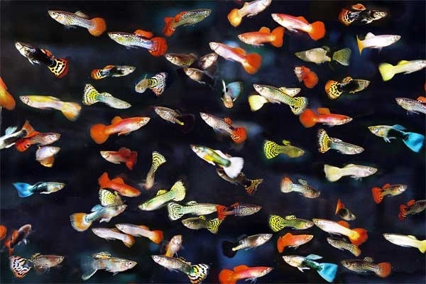 15 sự thật thú vị về cá bảy màu bạn cần biết khi muốn nuôi làm cảnh