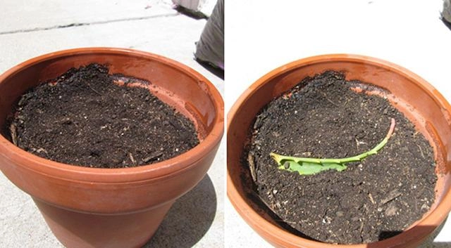 3 cách trồng cây nha đam tại nhà bằng lá cây con và thủy sinh cho lá to