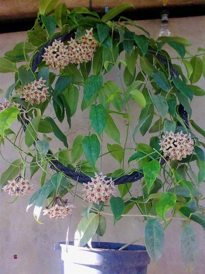 3 loại dây leo thích hợp trồng ngoài ban công hoa đẹp tủa ra thành rèm
