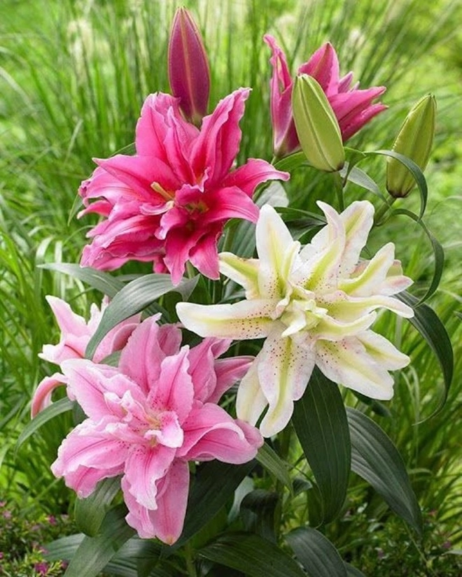 3 loại hoa đẹp lớn vùn vụt nhưng càng lùn mới càng xinh hoa nở chơi nửa tháng