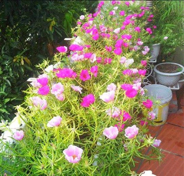 4 loại cây nở hoa đẹp và chịu được nắng mùa hè nhất định phải trồng ở ban công