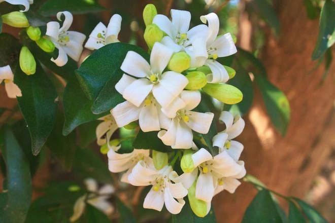 4 loại hoa thơm nức mũi trồng trên ban công mùi thơm nồng nàn như xịt nước hoa
