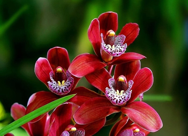 5 loài hoa hút tài lộc đầu năm chưng tết vừa đẹp lại vừa mang lại điềm lành