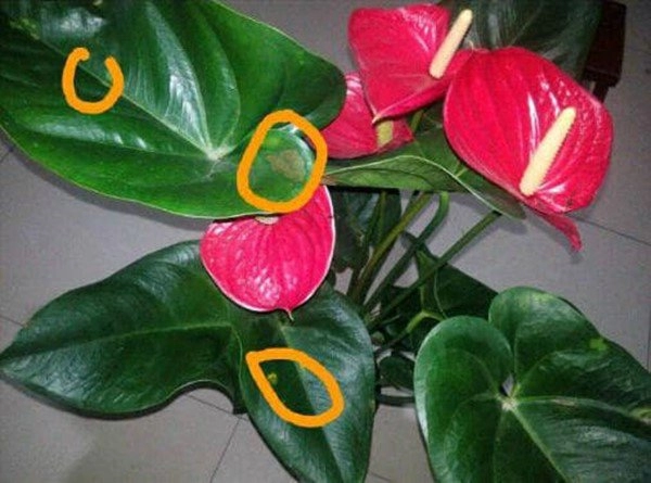 5 loại hoa không được phun nước lên lá loại thứ 2 cực quen thuộc