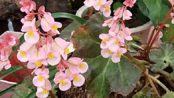 5 loại hoa vừa đẹp lại có công dụng đuổi muỗi xuất sắc nên trồng ở ban công