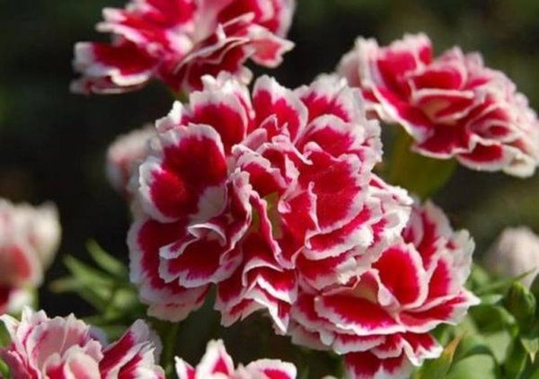 5 loại nước hoa tự nhiên này nếu đặt một chậu trong nhà nở ra vừa thơm vừa đẹp