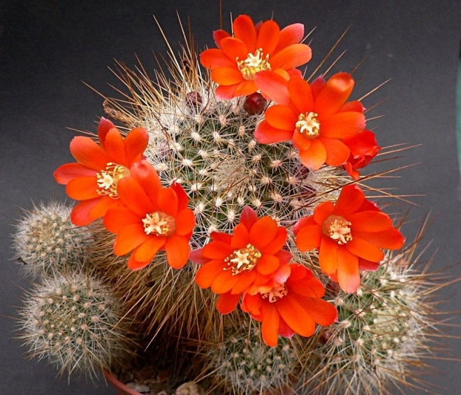 6 loại hoa này sợ mặt trời nhất trồng trong nhà hoa kết thành thảm