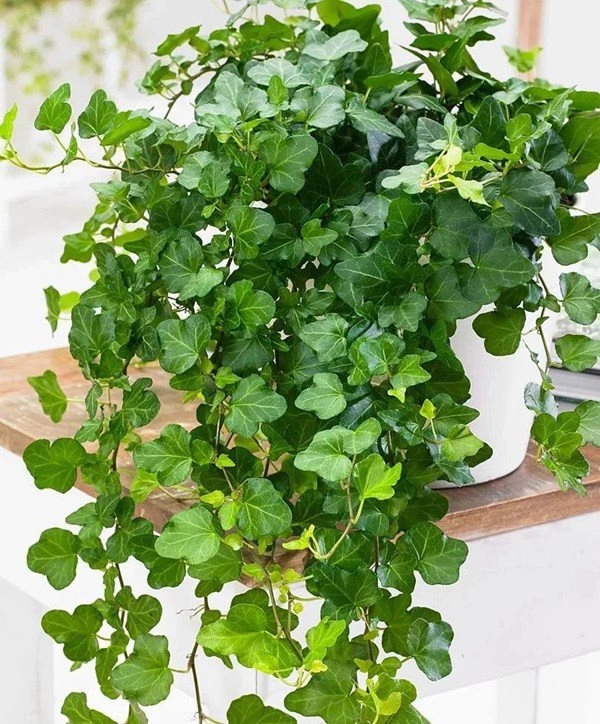 7 cây cảnh hút bụi mịn tốt nhất giúp thanh lọc không khí nên trồng trong nhà
