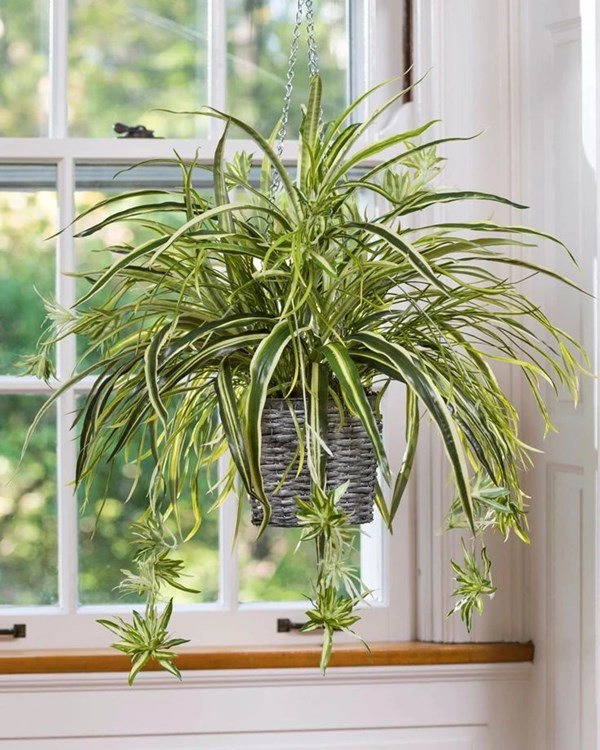 7 cây cảnh hút bụi mịn tốt nhất giúp thanh lọc không khí nên trồng trong nhà