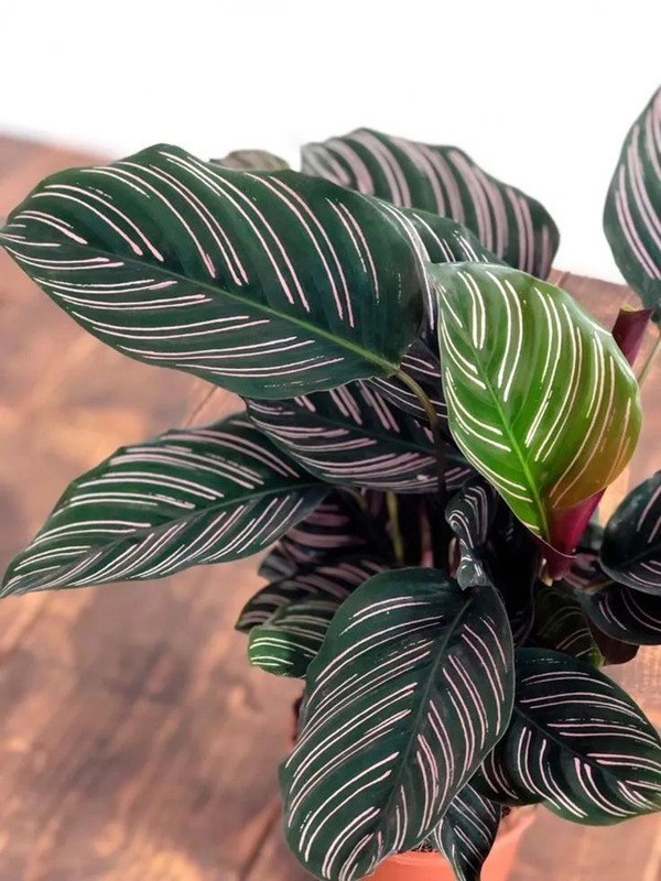 8 loài cây cảnh lá sọc độc đáo màu sắc rực rỡ thích hợp trang trí trong nhà