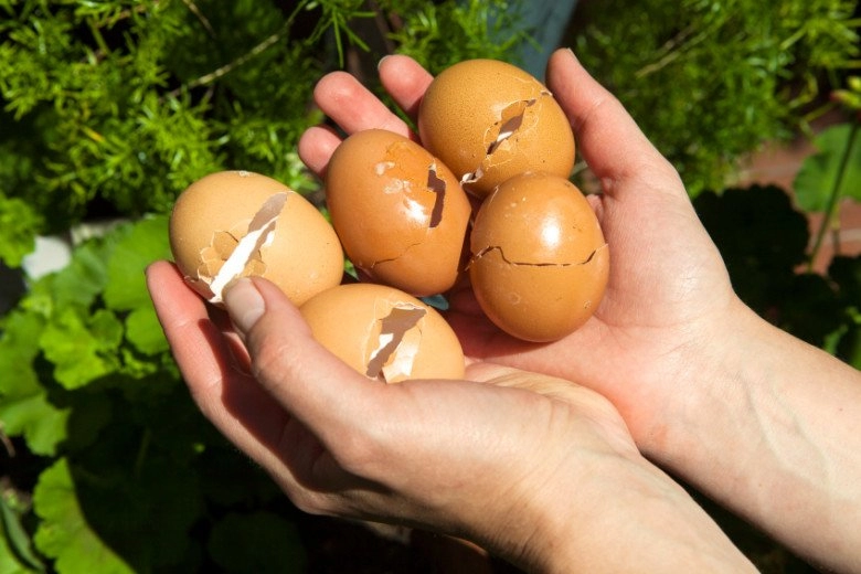 Bỏ chuối và trứng xuống đáy chậu đất tưởng nghịch dại nhưng lợi không ngờ