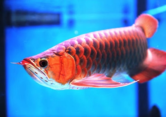 Cá rồng - đặc điểm phân loại và cách nuôi cá khỏe mạnh