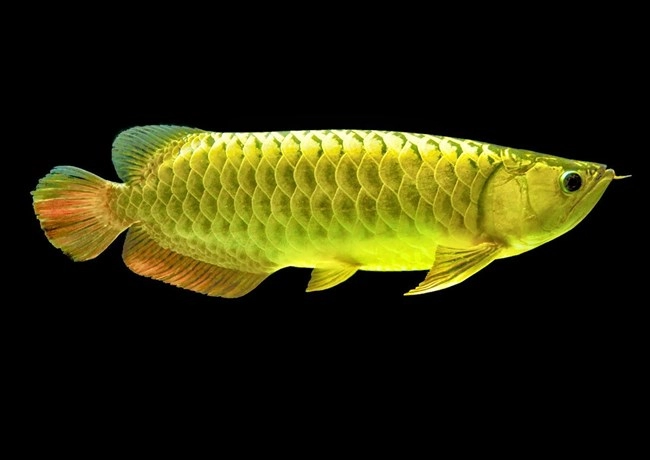 Cá rồng - đặc điểm phân loại và cách nuôi cá khỏe mạnh