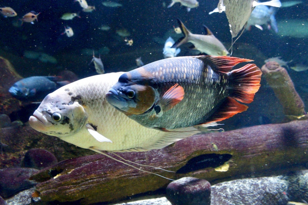 Cá tai tượng có những loại nào ý nghĩa và cách nuôi cá đẹp