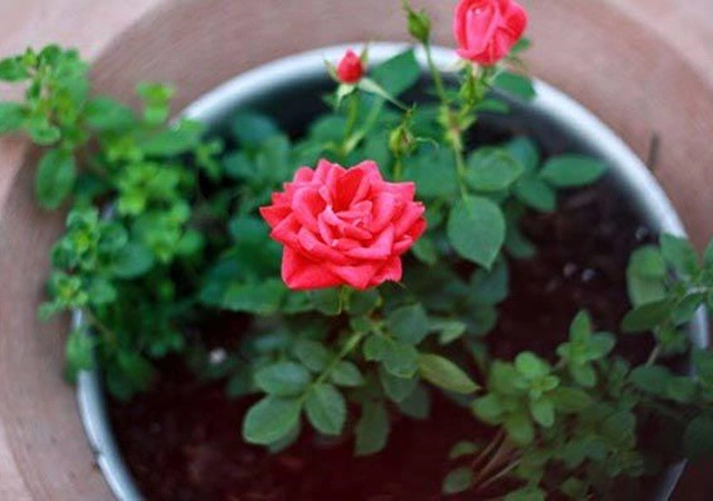 Cách chăm sóc hoa hồng cây tốt không sâu bệnh và ra hoa đẹp