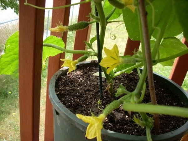 Cách trồng dưa leo trong chậu thùng xốp đơn giản tại nhà