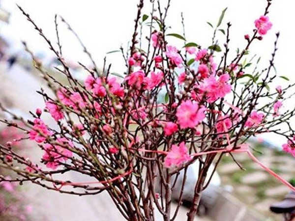 Cách trồng hoa đào sau tết đơn giản nhưng hiệu quả sang năm lại ra hoa
