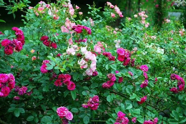 Cách trồng hoa hồng dại làm hàng rào tuyệt đẹp không cần chăm nhiều cây vẫn sống khỏe
