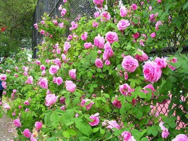 Cách trồng hoa hồng dại làm hàng rào tuyệt đẹp không cần chăm nhiều cây vẫn sống khỏe
