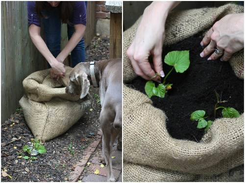Cách trồng khoai lang trong bao đất bằng mầm ươm từ củ khoai
