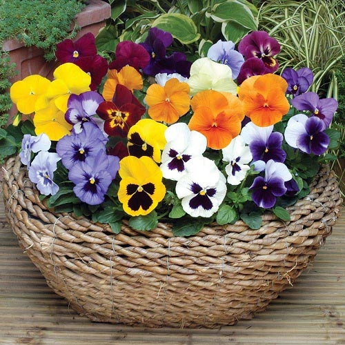 Cách trồng và chăm sóc hoa păng-xê từ hạt cho hoa nở đẹp như vẽ