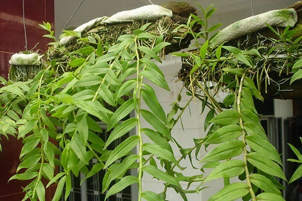 Cách trồng và kỹ thuật chăm sóc cây lan hạc vỹ cho ra hoa quanh năm