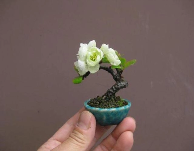 Cây bonsai là gì nguồn gốc phân loại và những loại cây đẹp