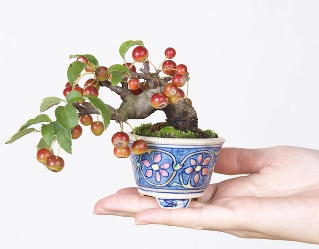 Cây bonsai là gì nguồn gốc phân loại và những loại cây đẹp